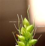  Spikelets (see lower glume and lower lemma)